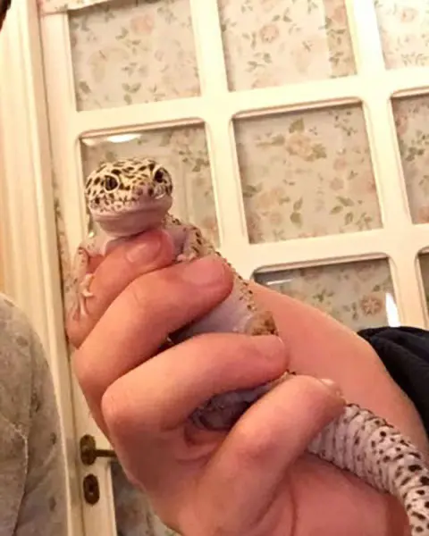 “Yellow Jewels” - immagine 3